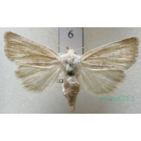Photedes fluxa (Hübner, 1809) Czech6